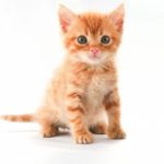 big_thumb_368715d66d25a80cc598f6fc817e659a