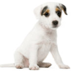 white-dog-white-background-2